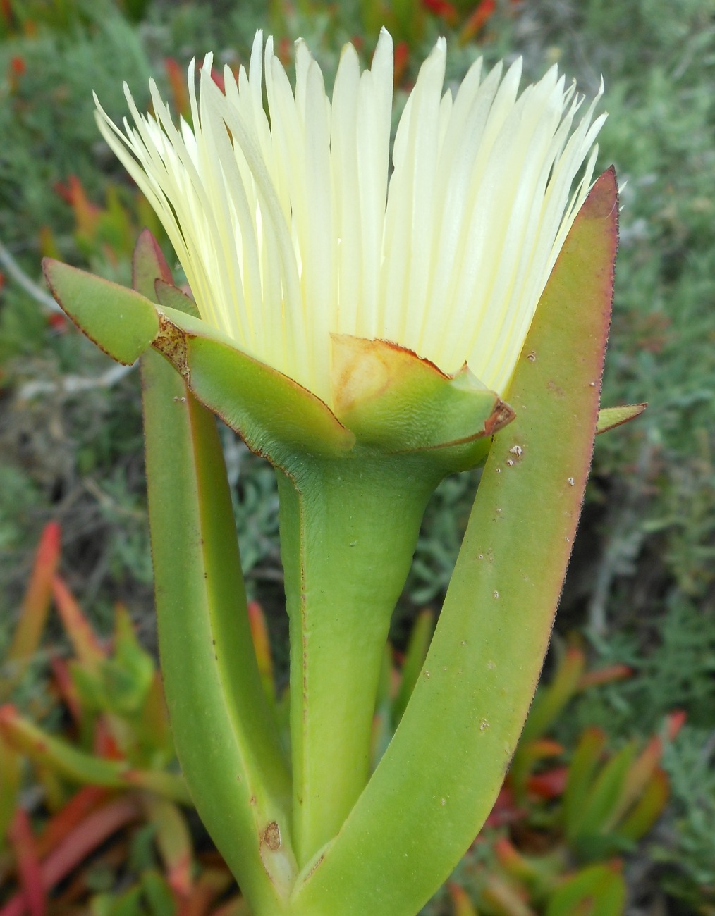 Carpobrotus acinaciformis  VS C. edulis  subsp. edulis